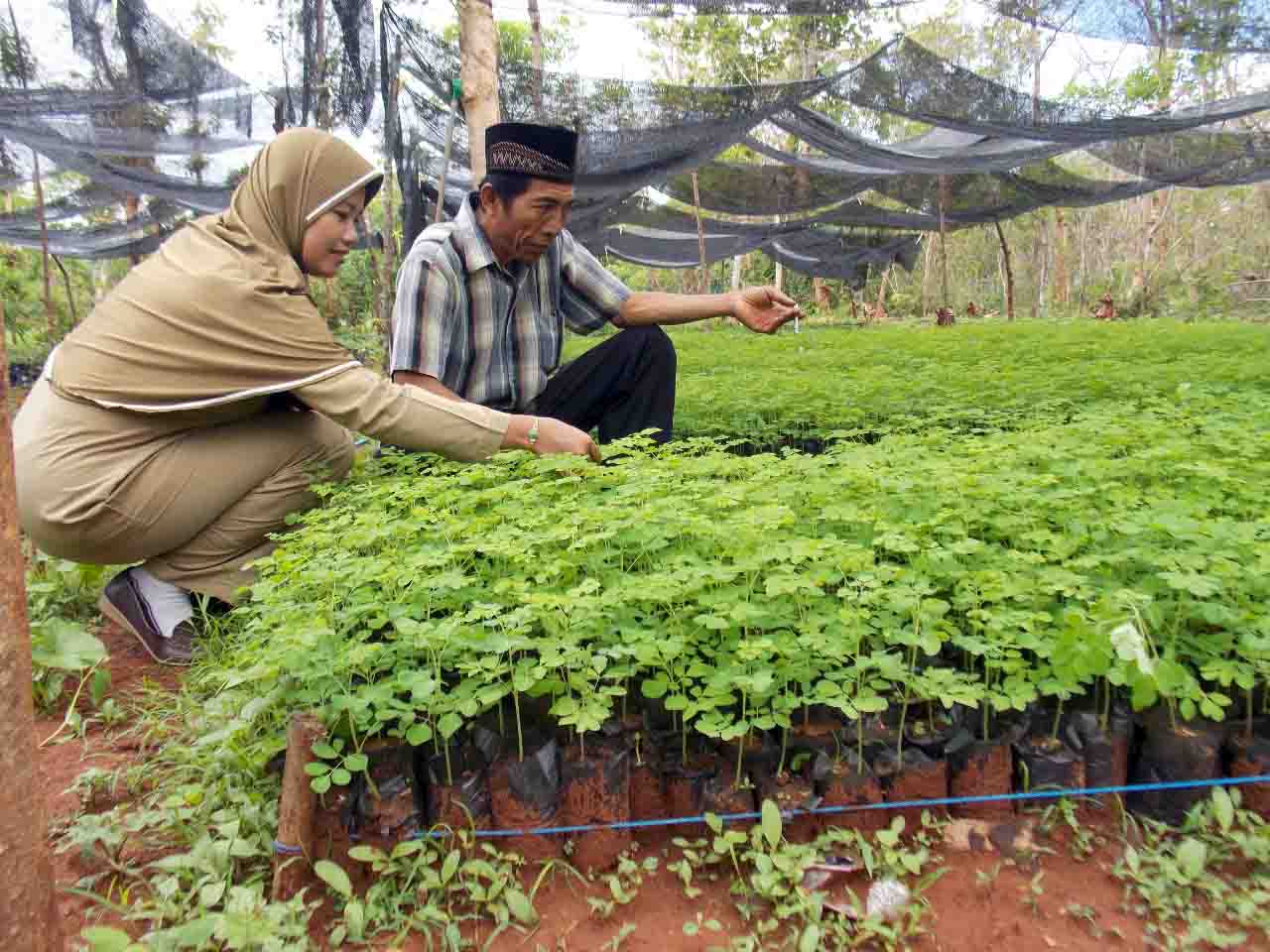 alley-cropping-sistem-pertanaman-kelor-organik-spesifik-pulau-poteran_1644220468.JPG